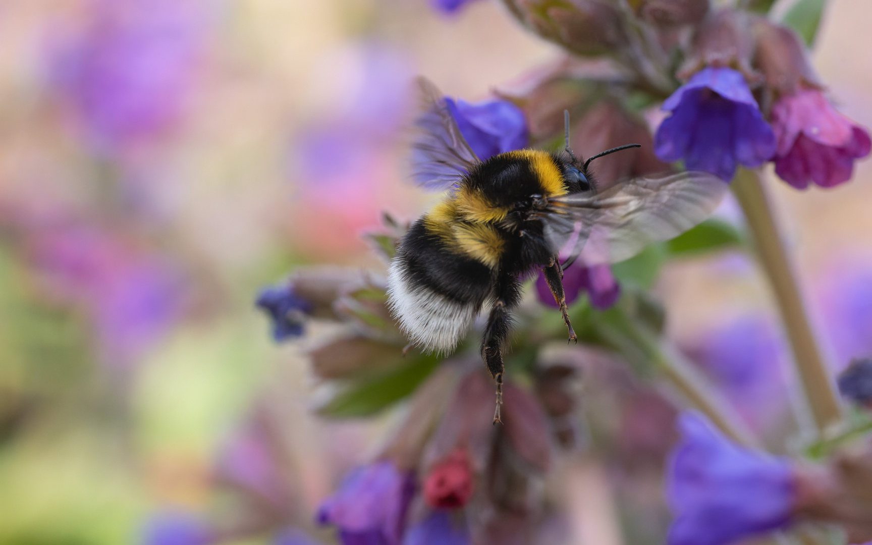 Hummel vor Lungenkraut