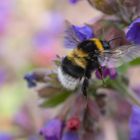 Hummel vor Lungenkraut