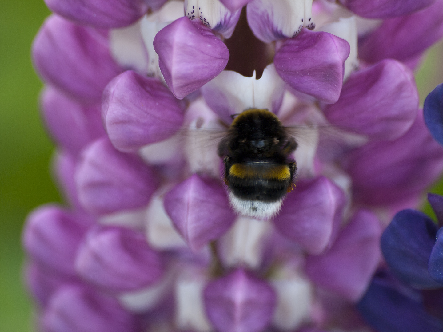 Hummel vor schöner Blume