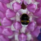 Hummel vor schöner Blume