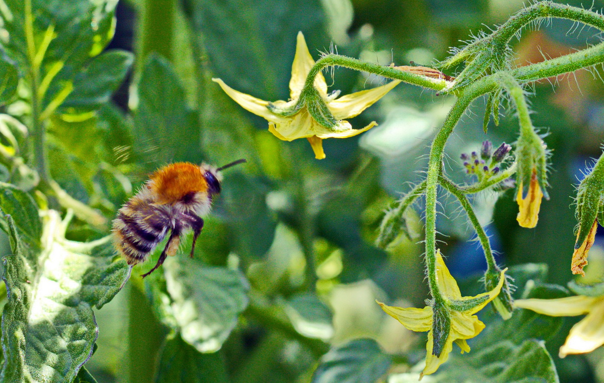 Hummel vor Tomate