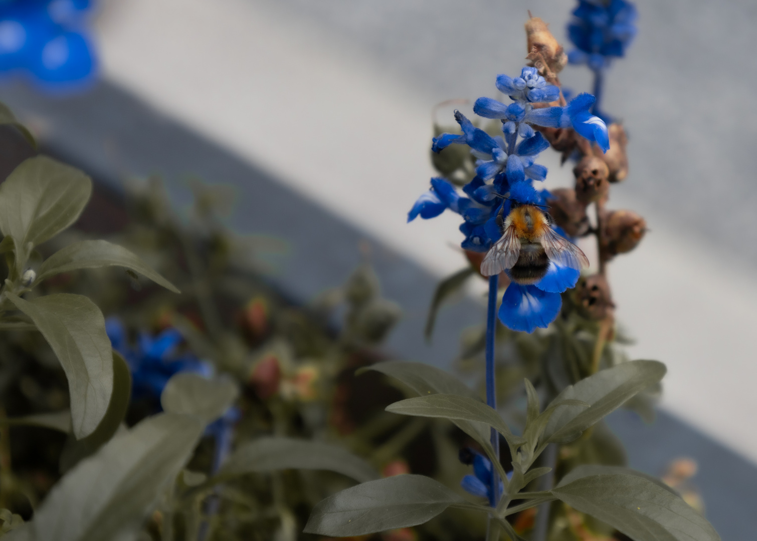 Hummel vor Totenschädel Hintergrund