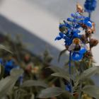 Hummel vor Totenschädel Hintergrund