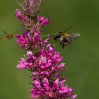 Hummel vs. Schwebfliege