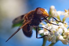 Hummel-Waldschwebfliege