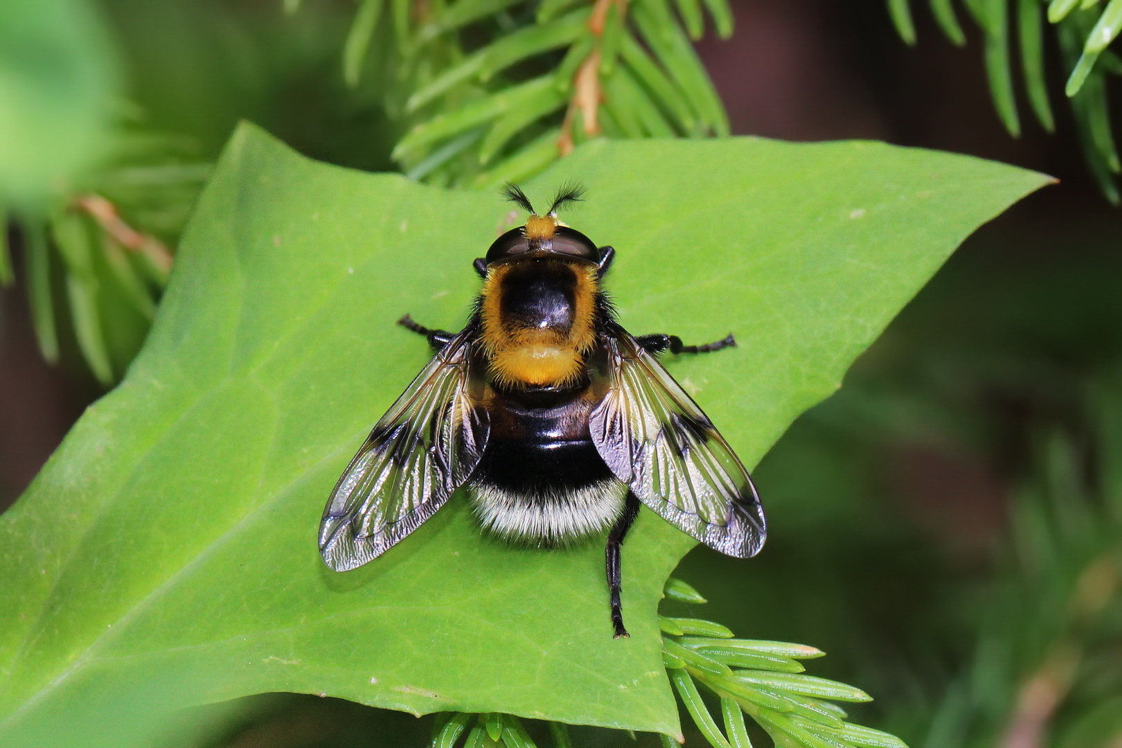 Hummel-Waldschwebfliege