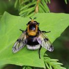 Hummel-Waldschwebfliege