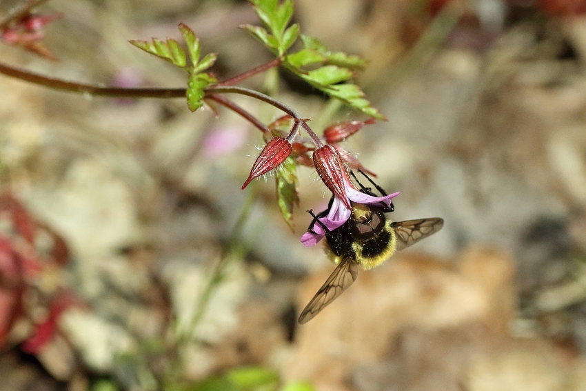 Hummel-Waldschwebfliege