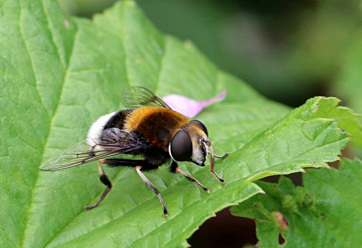 Hummel-Waldschwebfliege ...