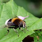 Hummel-Waldschwebfliege ...