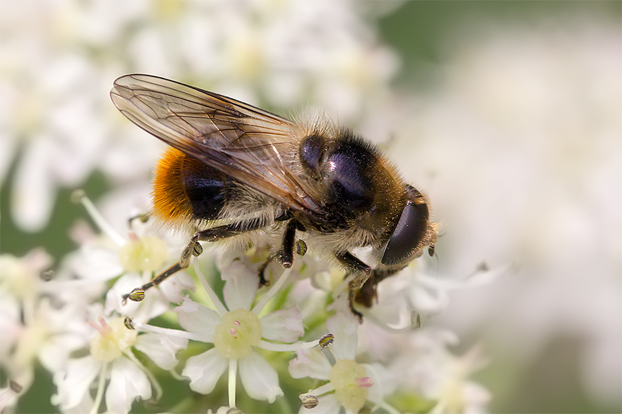 Hummel-Waldschwebfliege ahmt Wiesenhummel nach