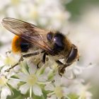 Hummel-Waldschwebfliege ahmt Wiesenhummel nach