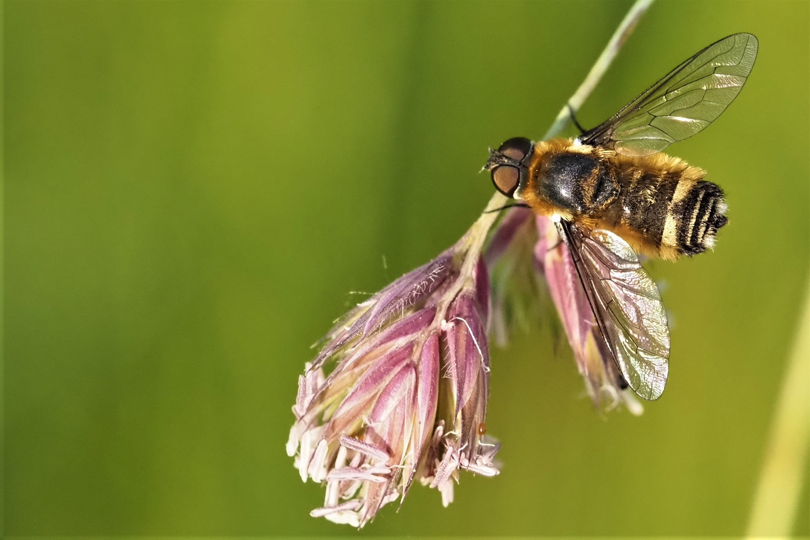 Hummel-Waldschwebfliege