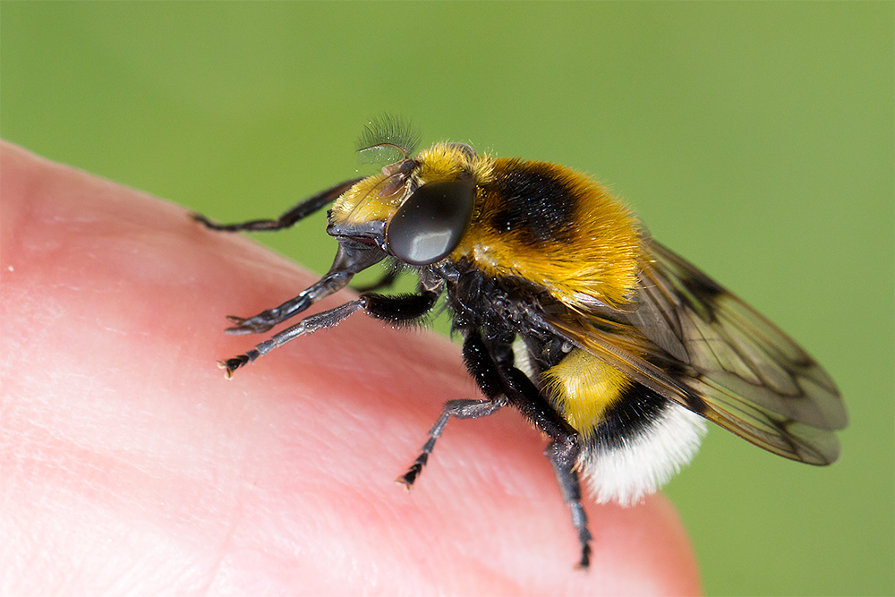 Hummel-Waldschwebfliege