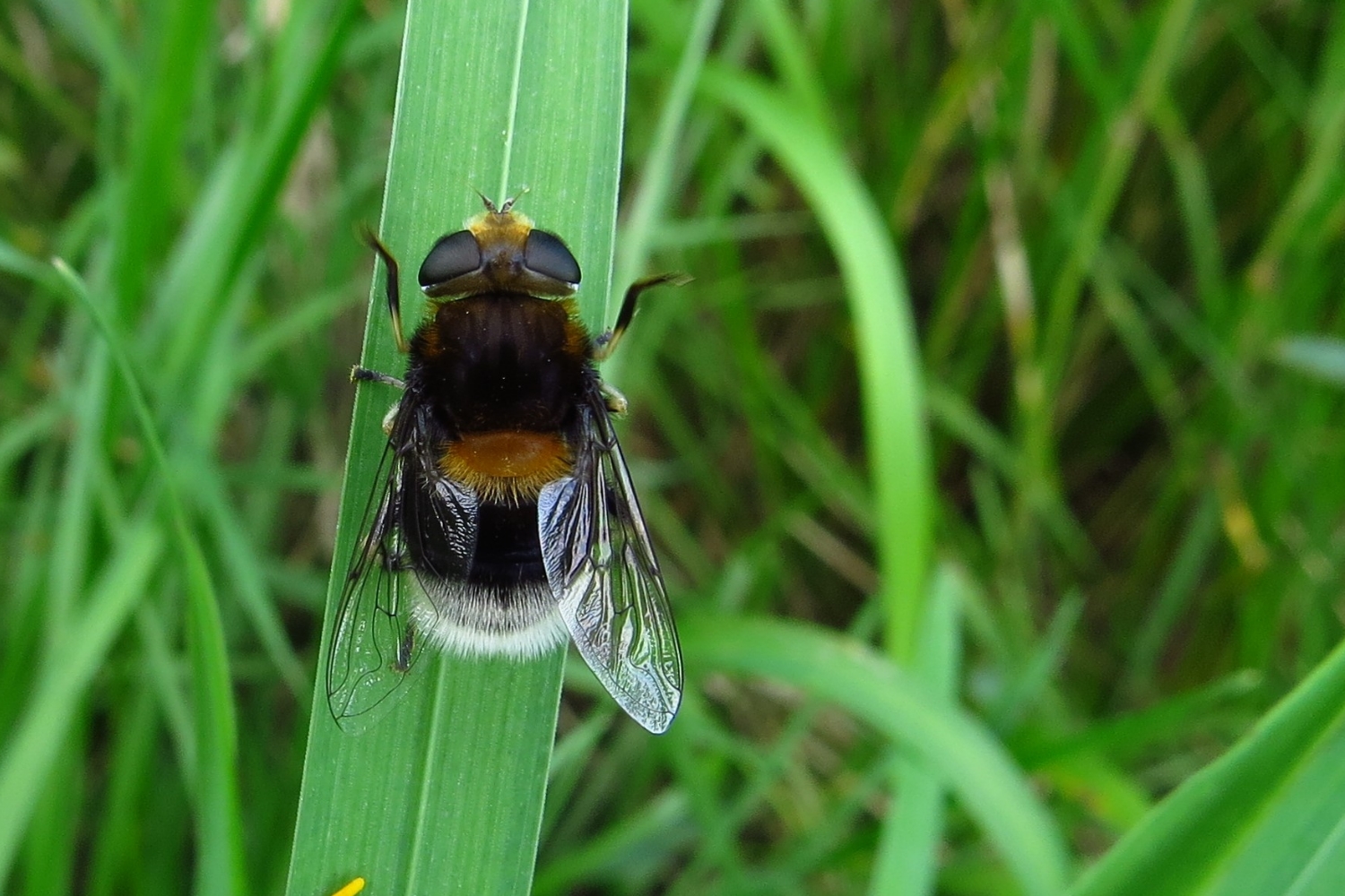 Hummel-Waldschwebfliege und die 