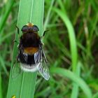 Hummel-Waldschwebfliege und die 