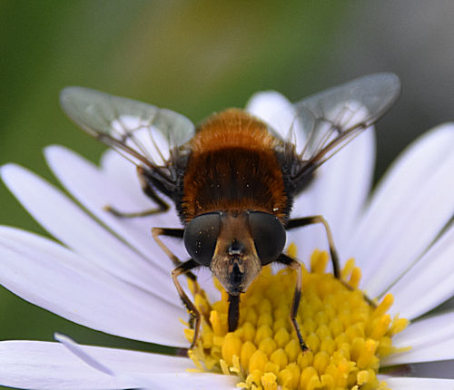 Hummel-Waldschwebfliege Volucella bombylans 1