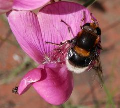 Hummel-Waldschwebfliege (Volucella bombylans)