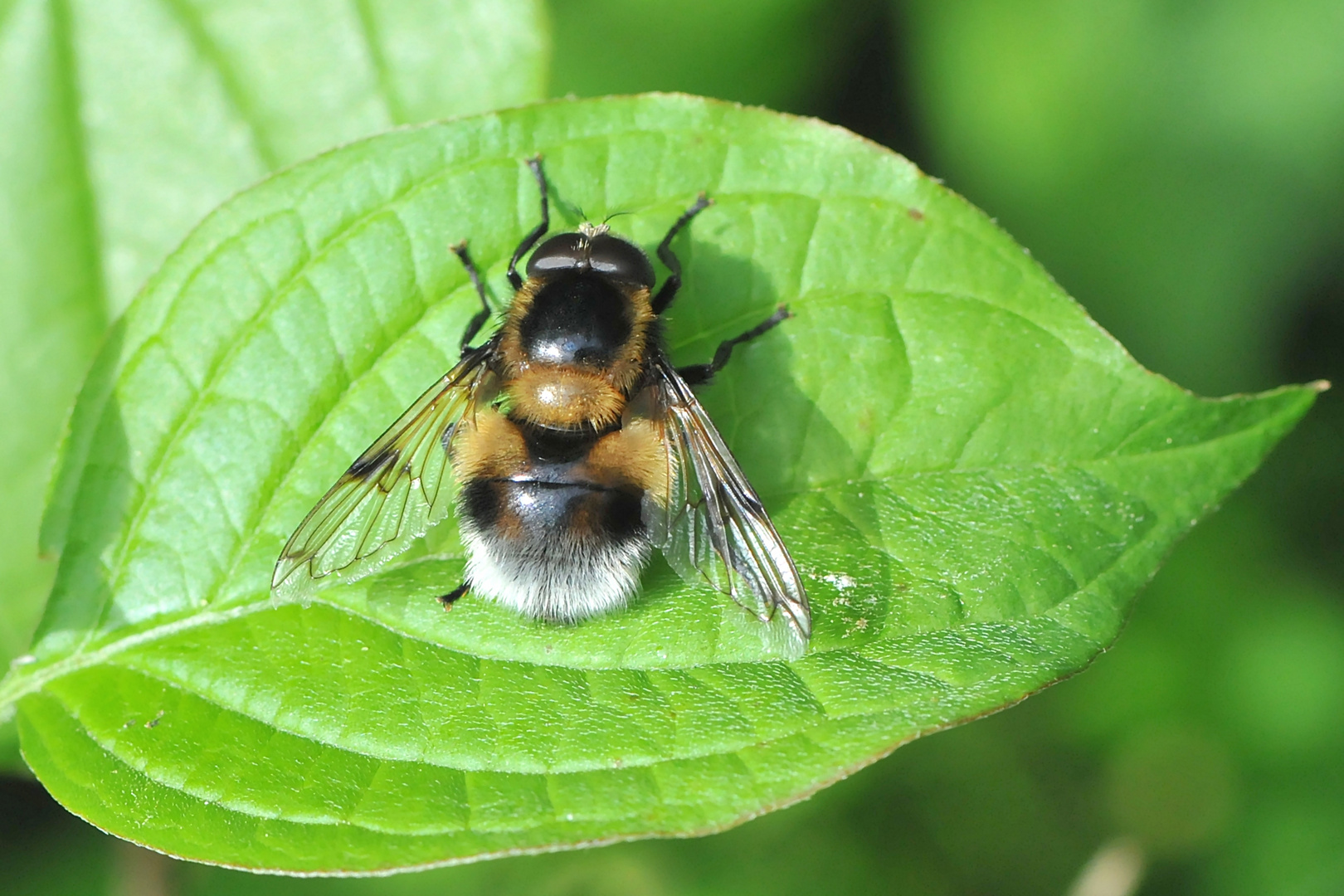 Hummel-Waldschwebfliege (Volucella bombylans)