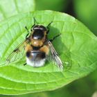 Hummel-Waldschwebfliege (Volucella bombylans)