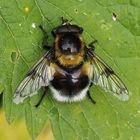 Hummel-Waldschwebfliege (Volucella bombylans)