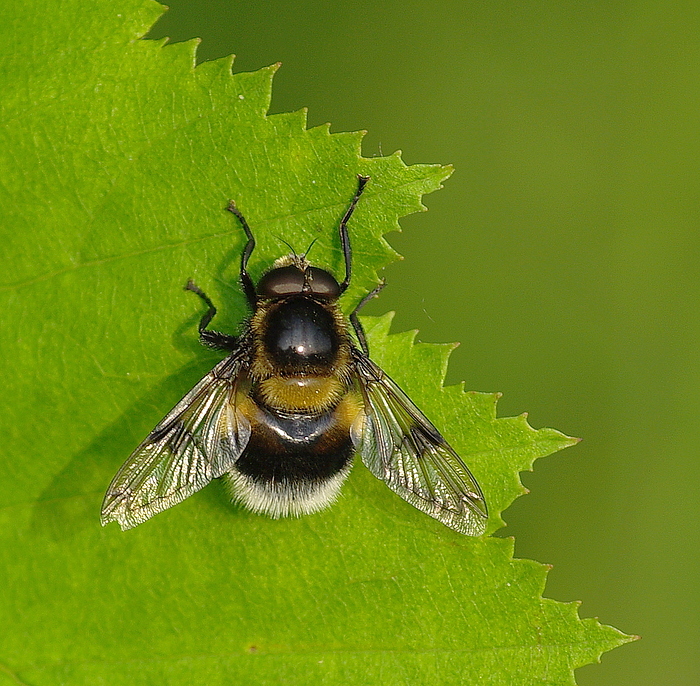 Hummel- Waldschwebfliege ( Volucella bombylans)