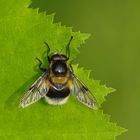 Hummel- Waldschwebfliege ( Volucella bombylans)