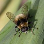 Hummel-Waldschwebfliege - Volucella bombylans var. bombylans, Männchen