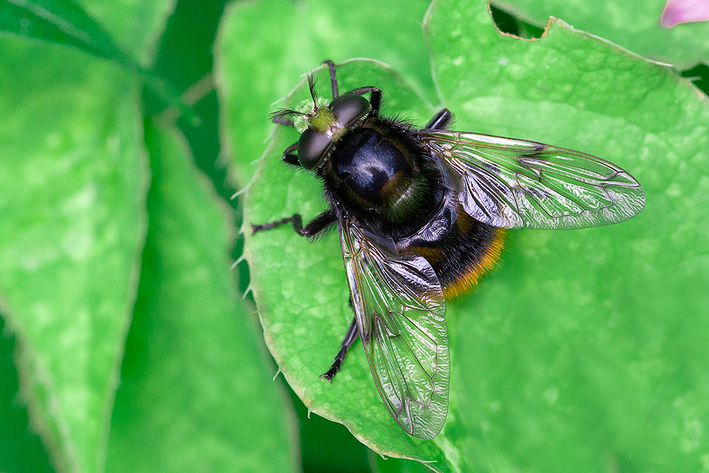 Hummel-Waldschwebfliege (volucella bombylans var. bombylans), Weibchen ...