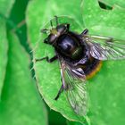 Hummel-Waldschwebfliege (volucella bombylans var. bombylans), Weibchen 