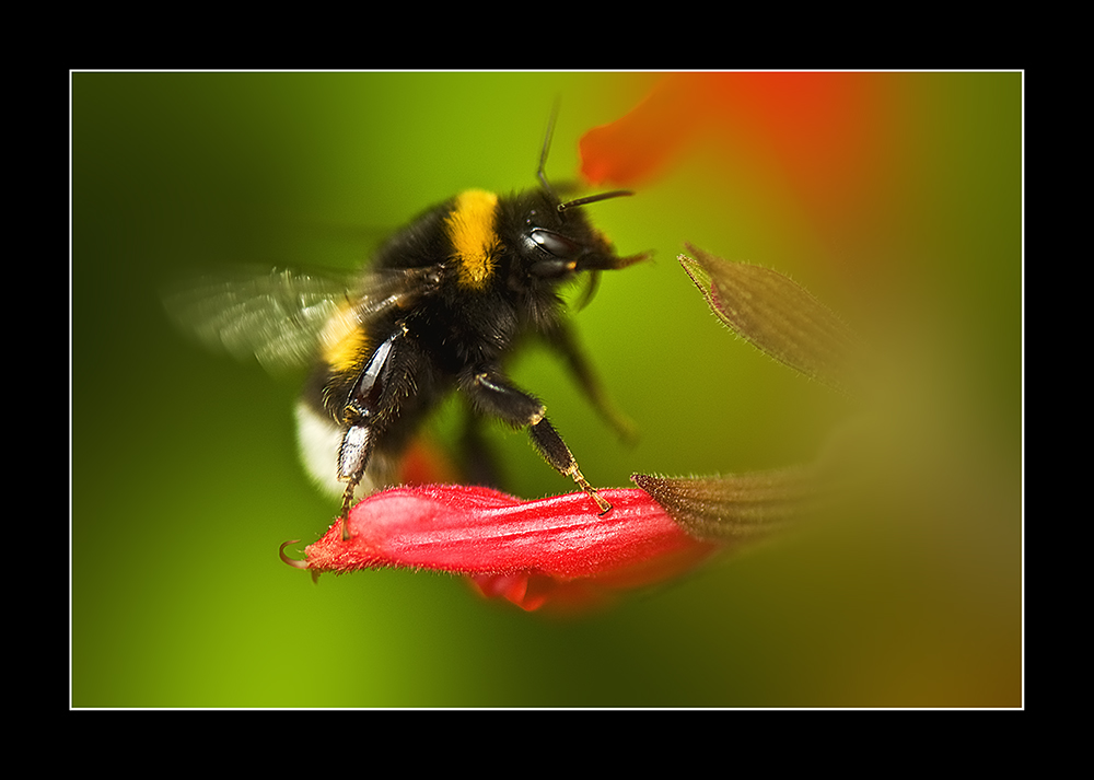 Hummel warm und weich