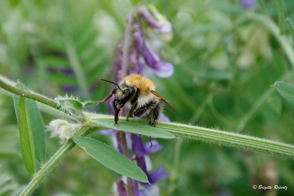 Hummel - was für ein "Arbeitsgerät" Saugrüssel