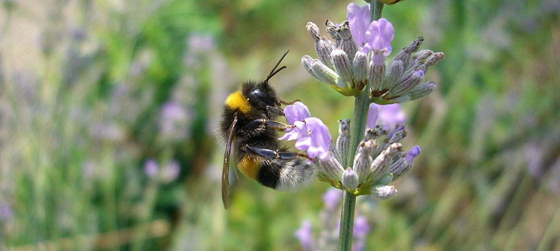 Hummel (wer hätte das gedacht...)