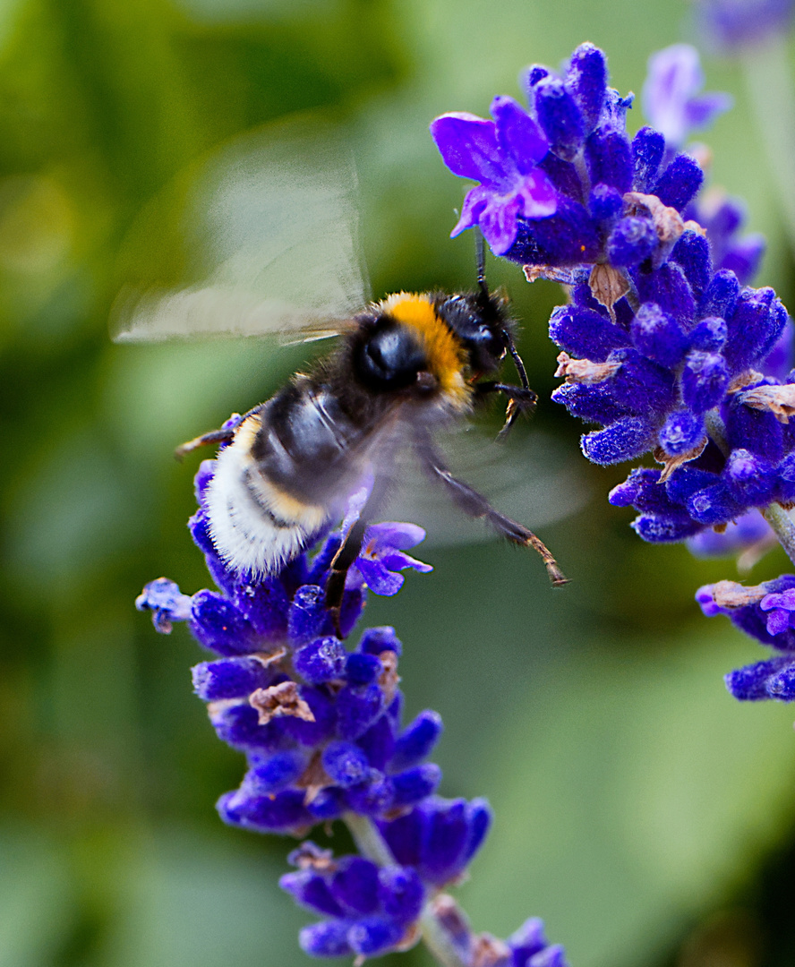 Hummel-Wirbel