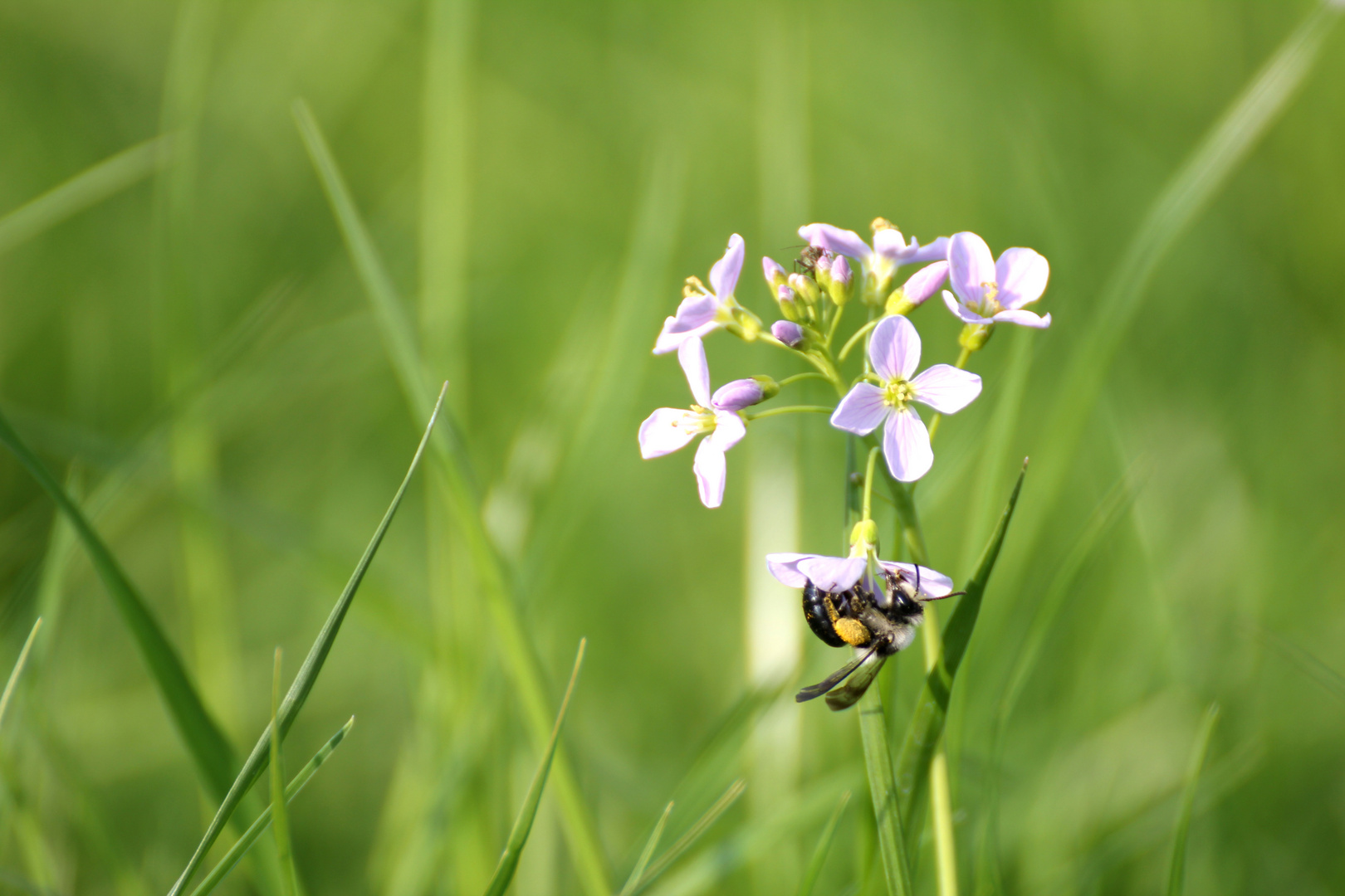 Hummel wird beobachtet