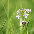 Hummel wird beobachtet