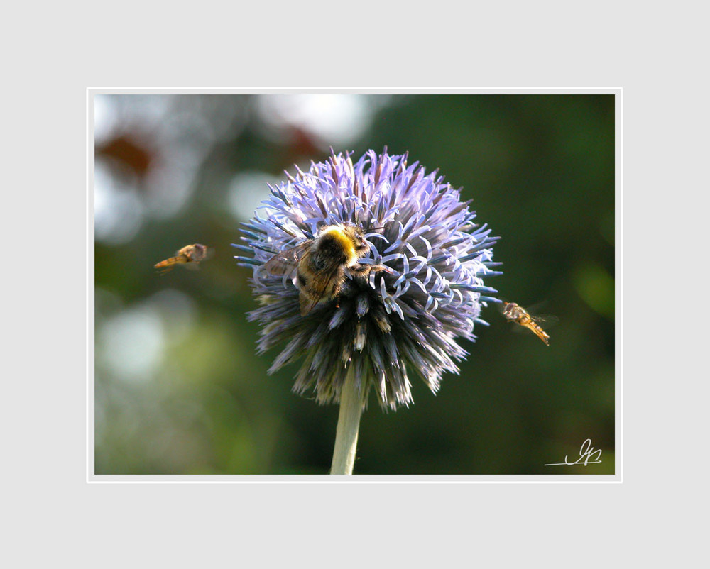 Hummel with Friends