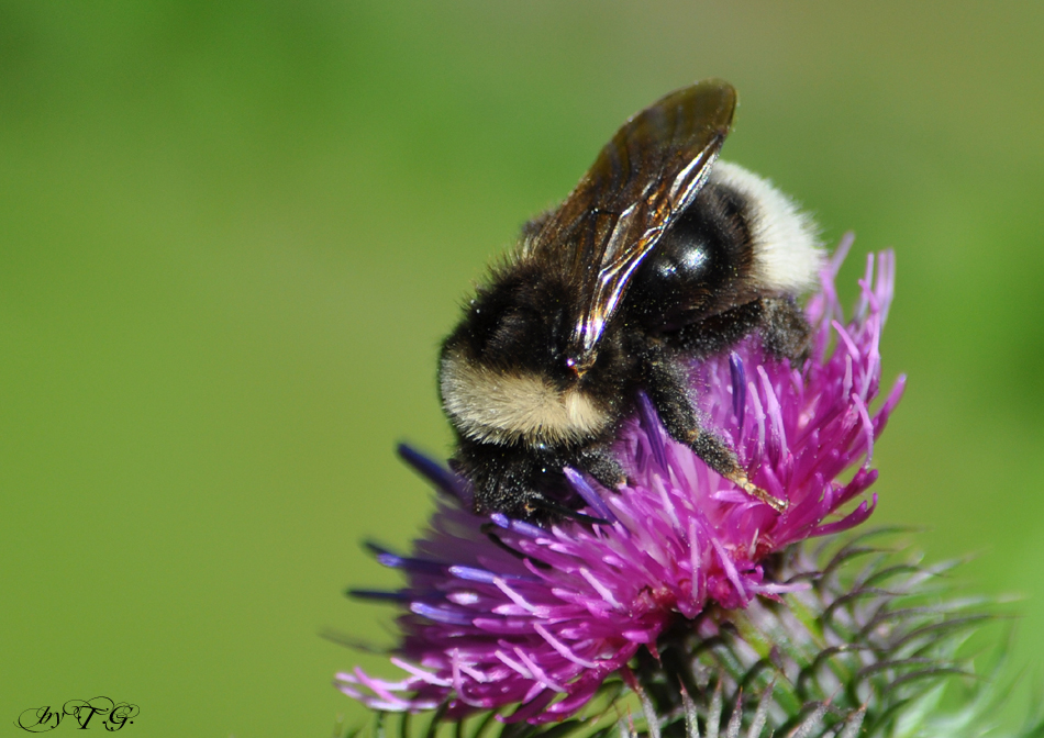 Hummel - wohl meine Letzte in diesem Jahr