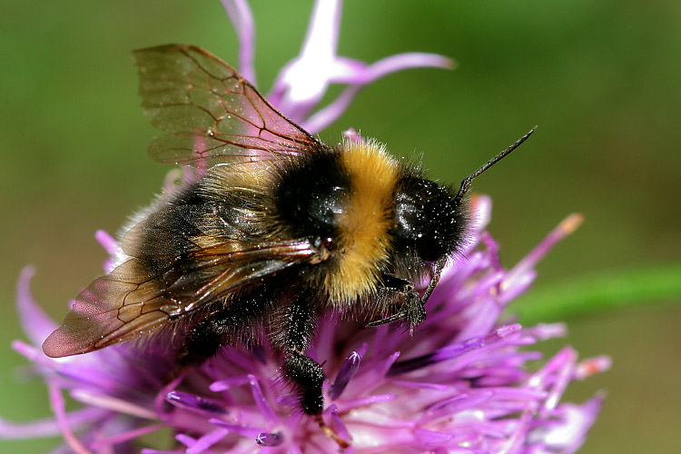 Hummel @ Work