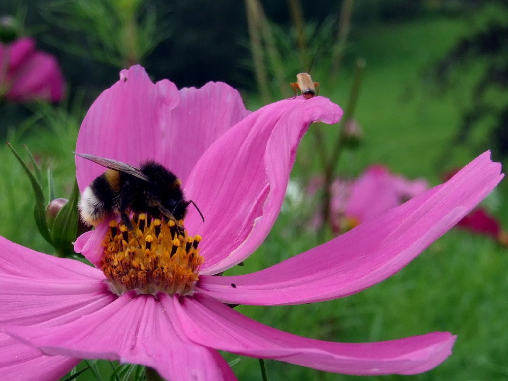 Hummel @ work