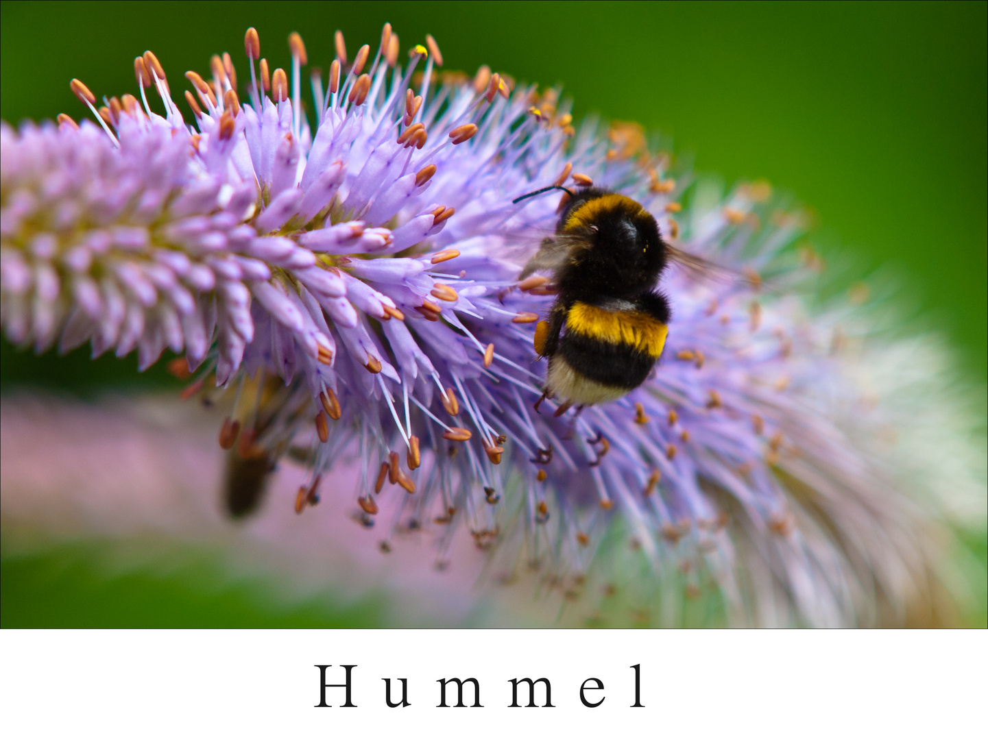 Hummel @ work