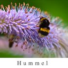 Hummel @ work