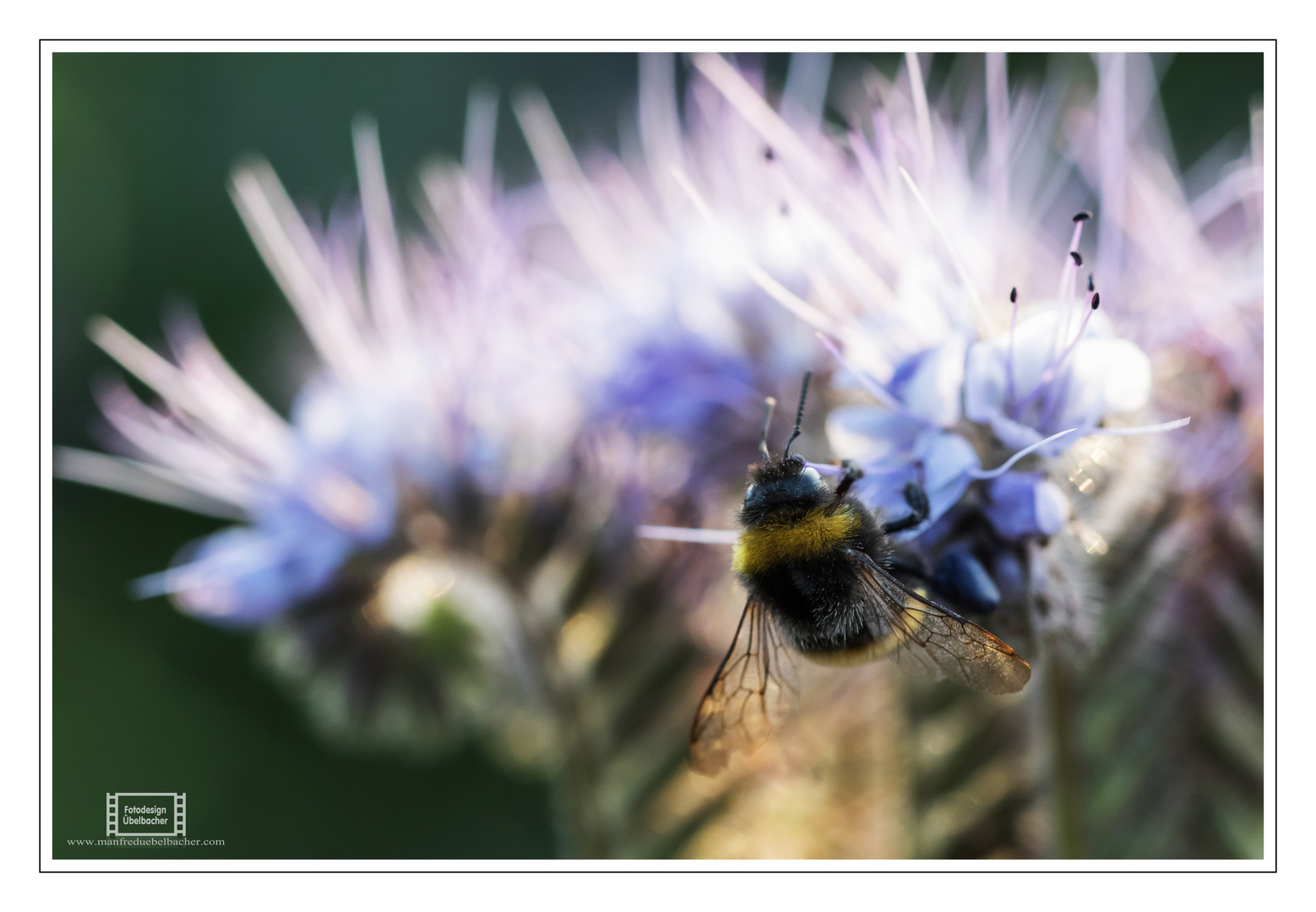 Hummel @ work - Teil 01