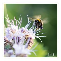 Hummel @ work Teil 02