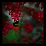 Hummel wünscht ein frohes Osterfest