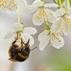 Hummel-Yoga