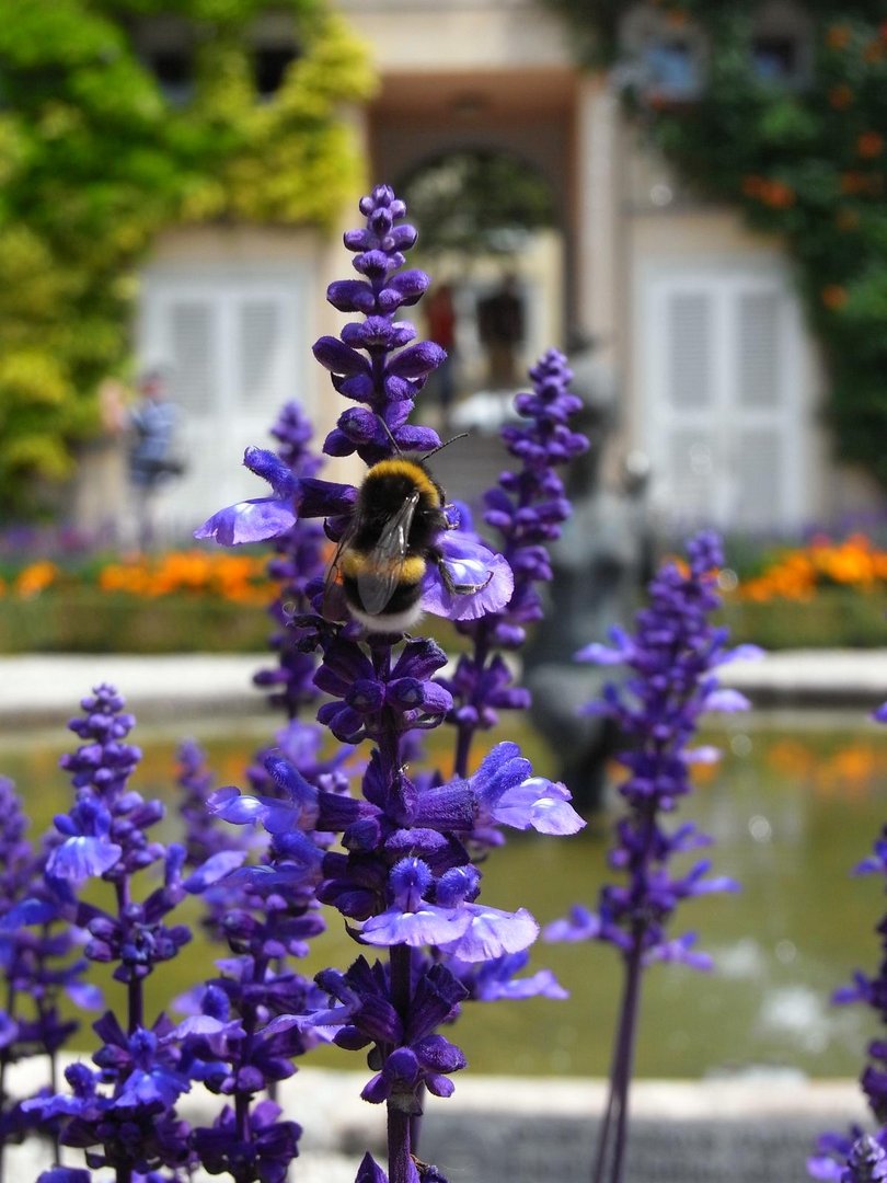 Hummel zensiert Papagena