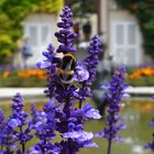 Hummel zensiert Papagena