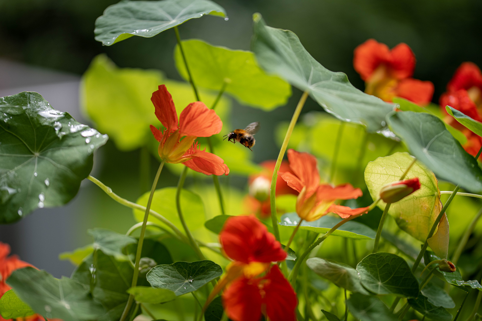 Hummel ..... zielstrebig ins Glück