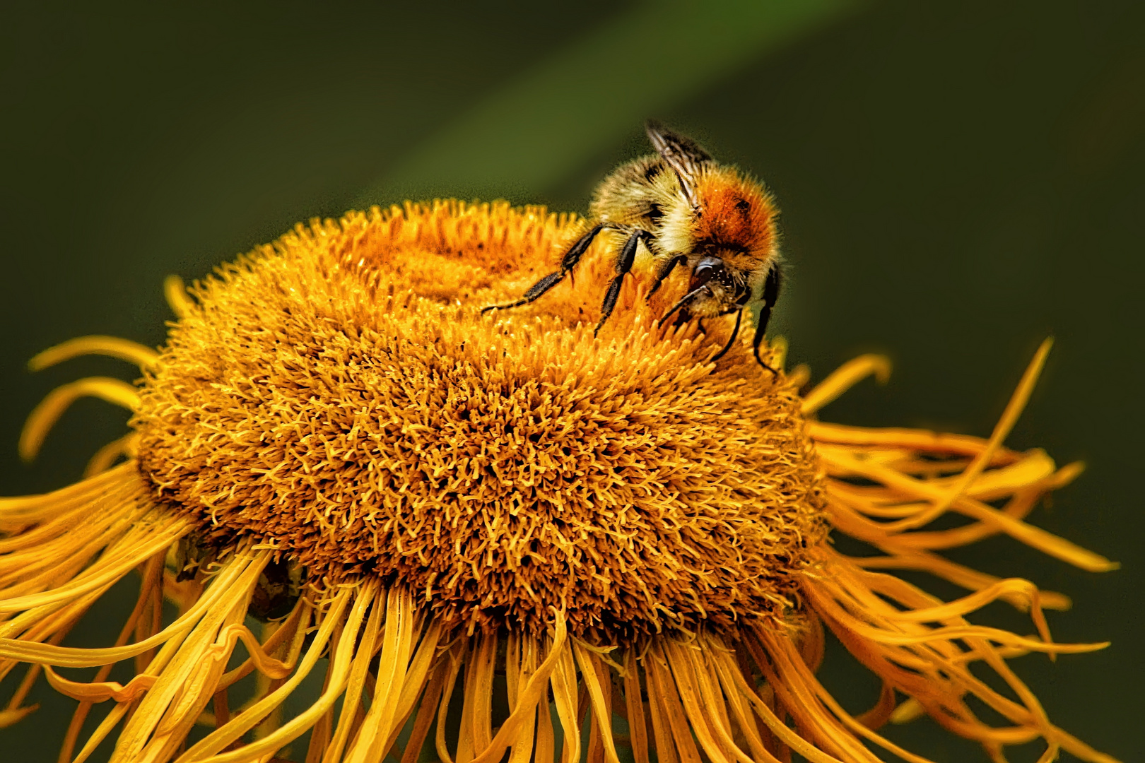 Hummel zu Besuch...